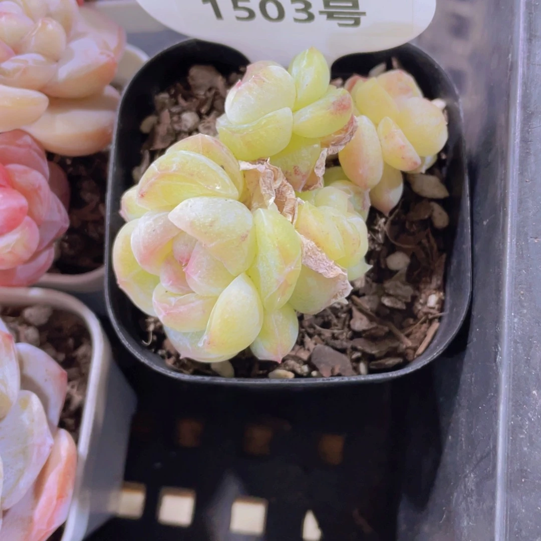 1503号 丸叶珍妮白桃多头