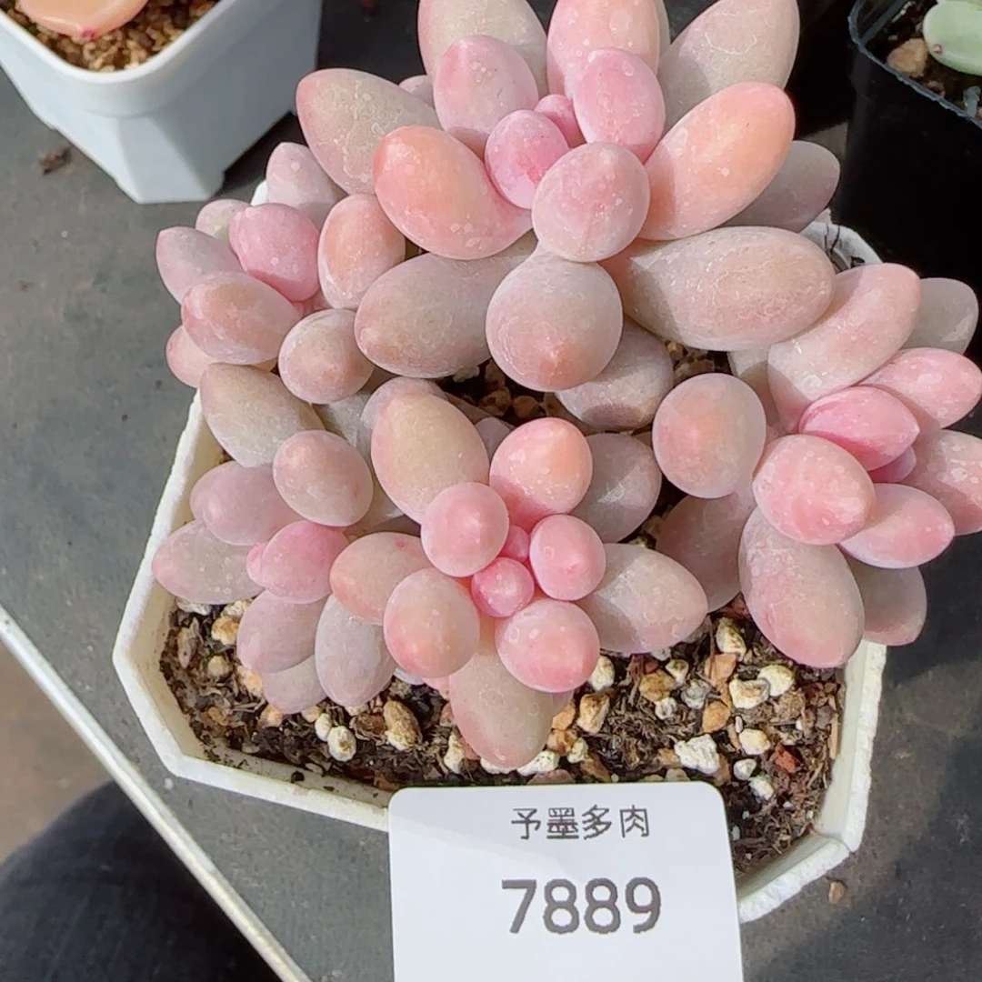 汤圆无砍，7889多肉植物