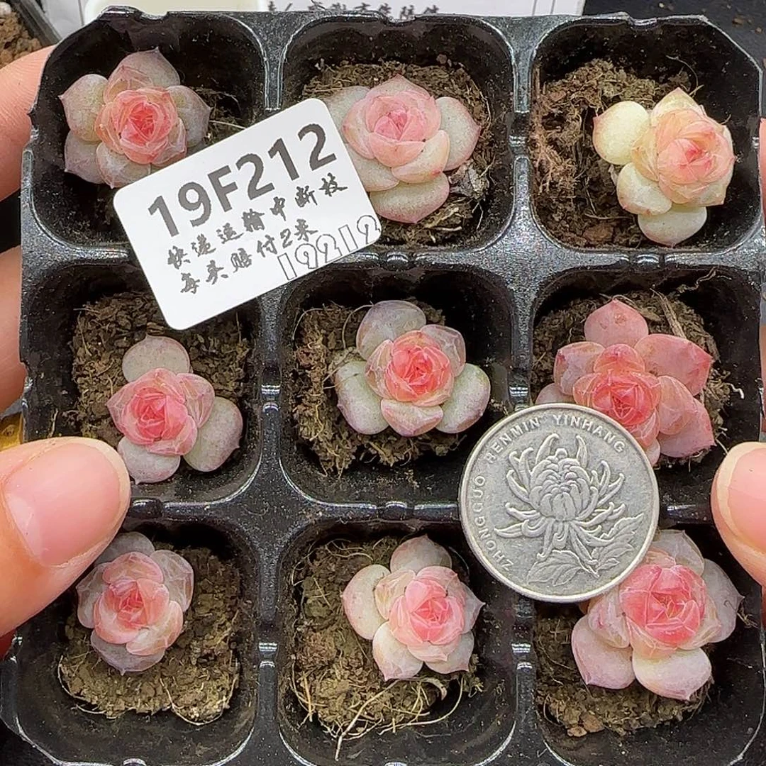 212九棵指甲盖大小很小【满29包邮非偏远】