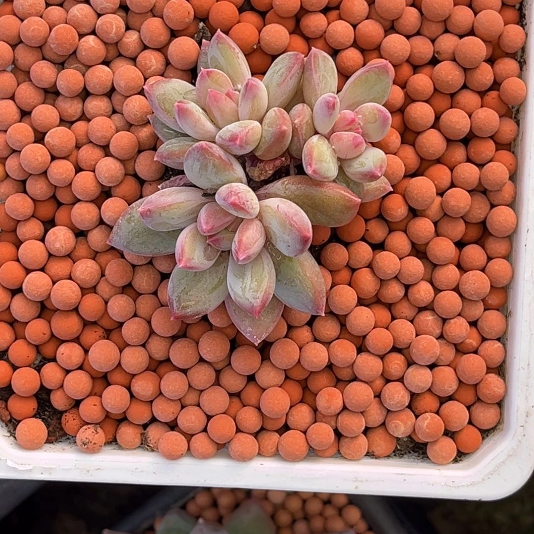 安***身小姐姐的多肉植物群生多肉