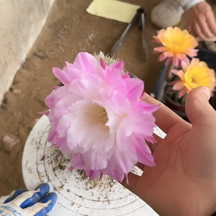 无花朵t****n带根彩草176