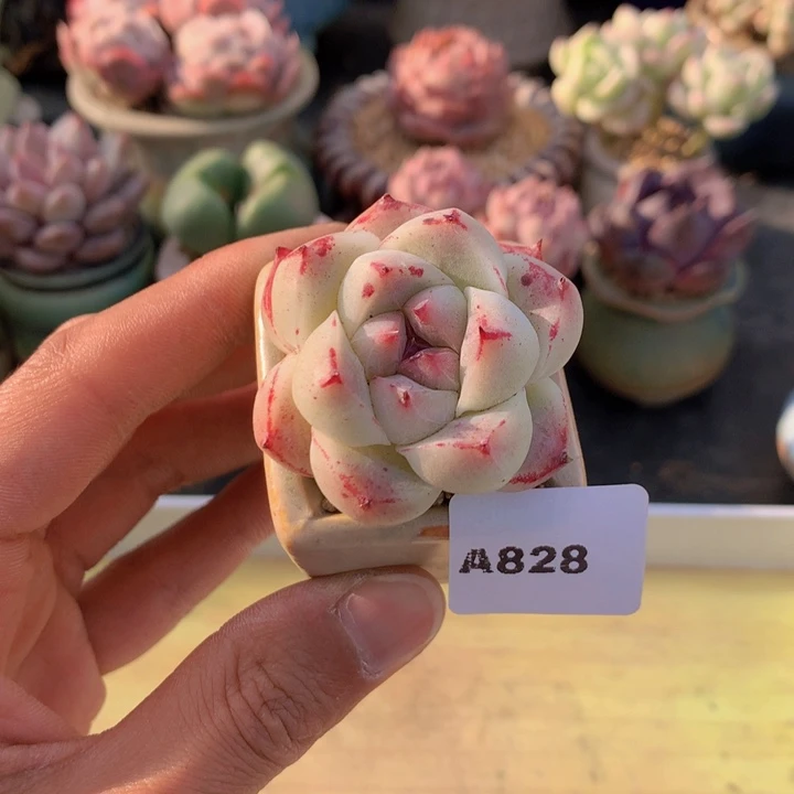 一物一拍满38包邮A828