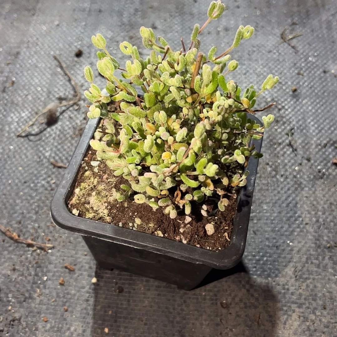 鲸****997冰糖锦枝干番杏