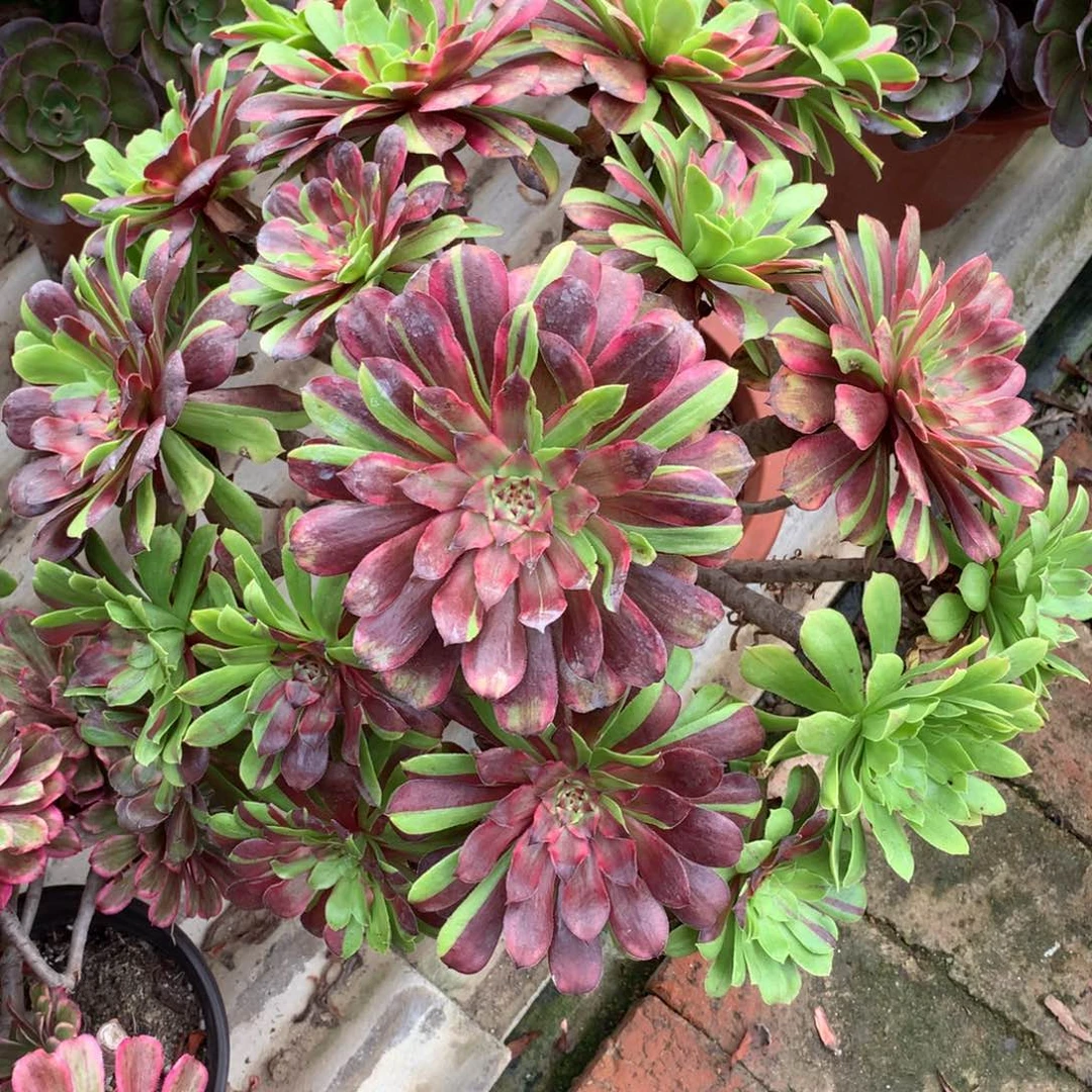 花脸粉黛，多肉植物