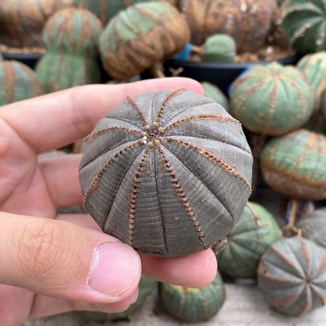 4 欧系实生布纹球多肉植物