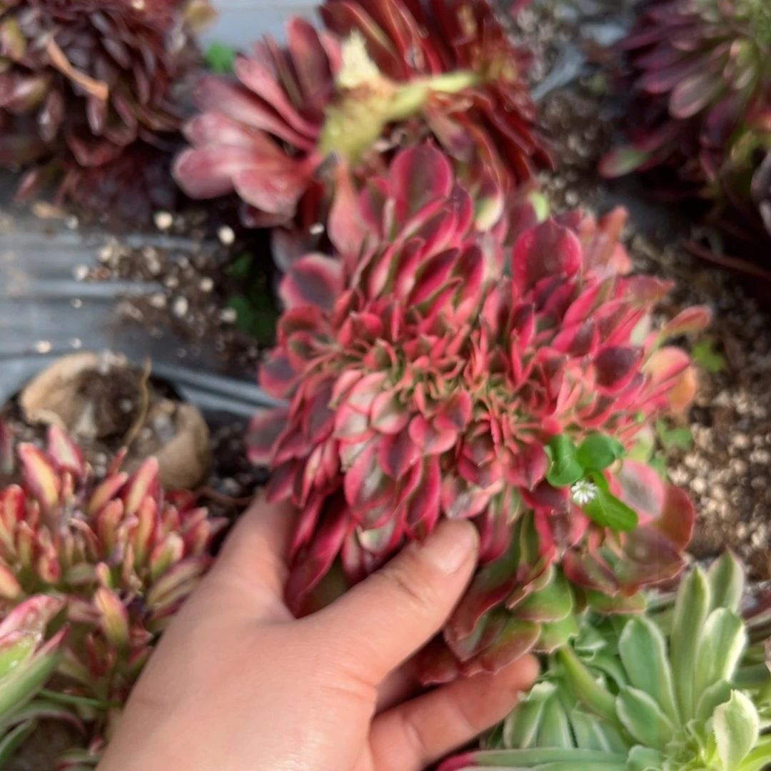 我7257 号多肉法师新年特价没有根