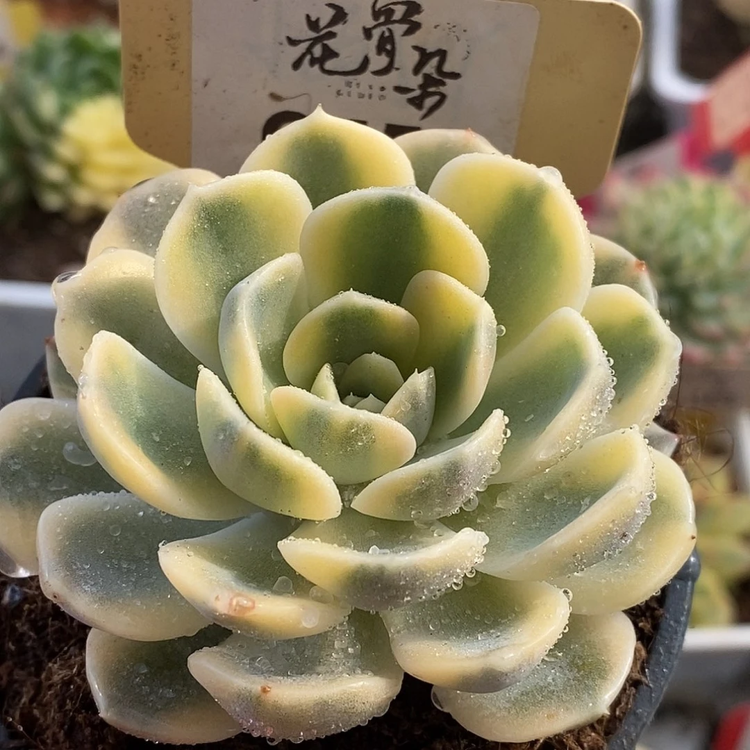 459汉堡哈哈哈哈哈哈