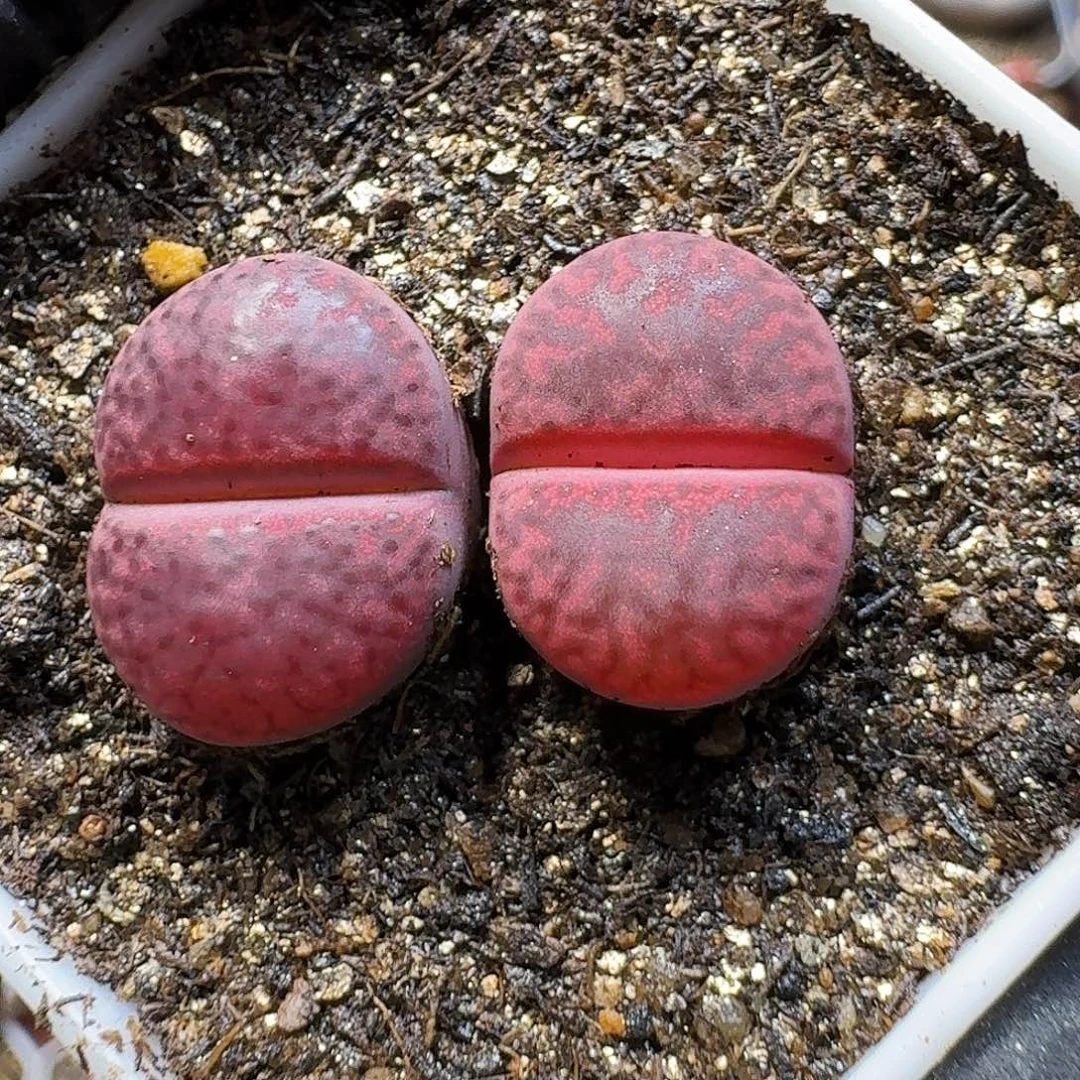 生石花23:：：。  19