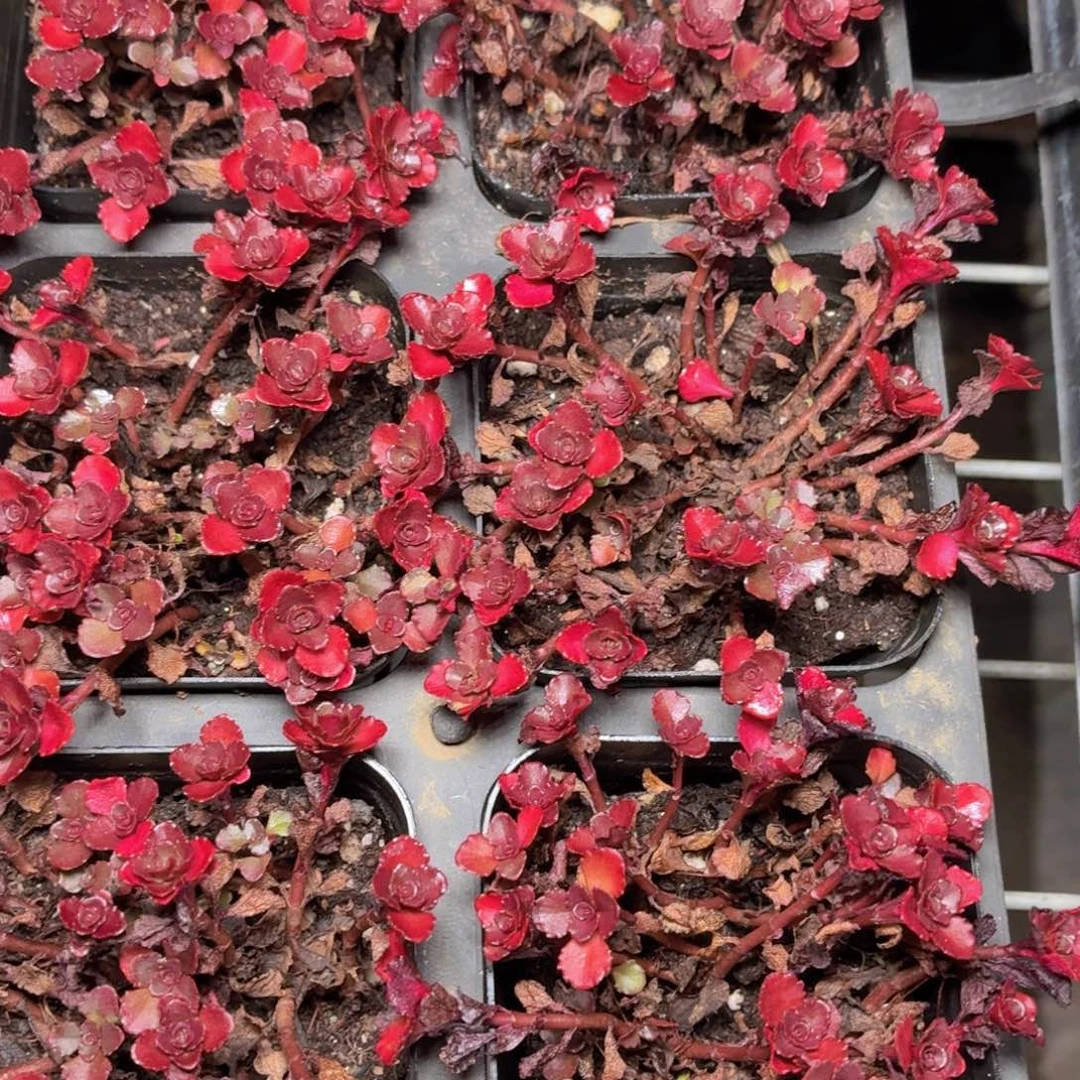 小球玫瑰多肉9.9包邮发货