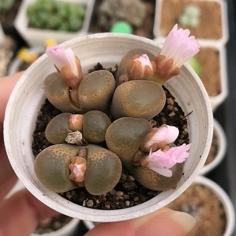 多肉肉锥 5头橙风铃