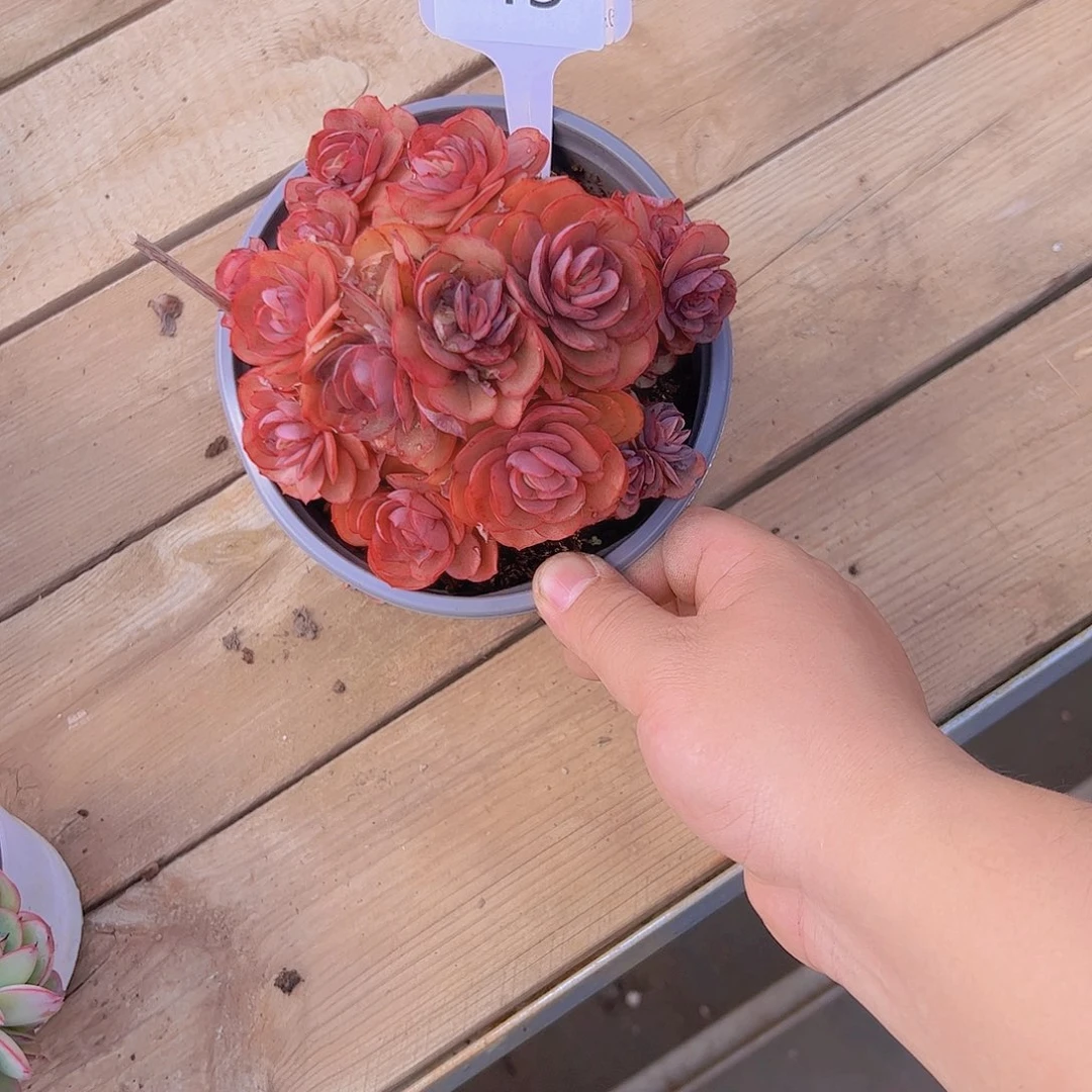 小*灵45秀研28。。。。