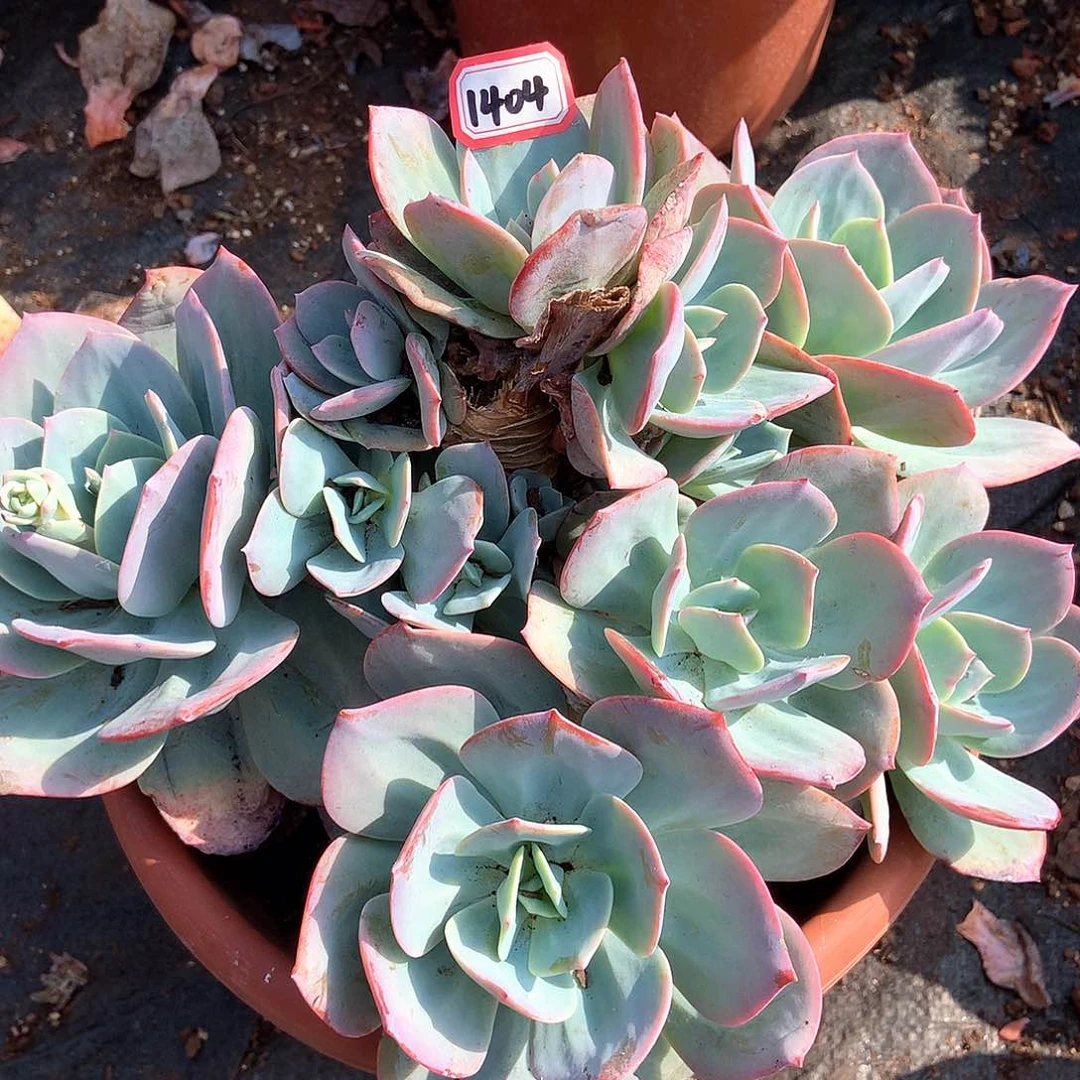 血凤瑕疵1404晓晓一物一拍