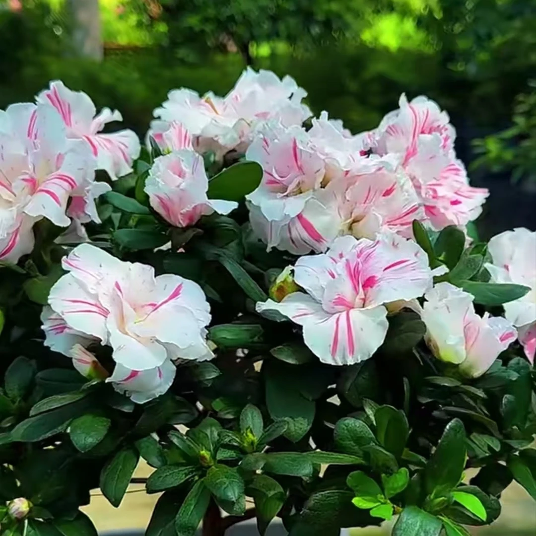 白玉锦 杜鹃花盆栽带花苞发货室内花卉绿植四季开花好养易活