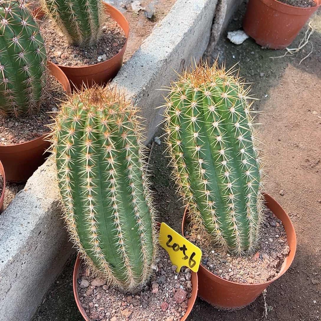 毛花柱2棵脱土，偏远不包邮