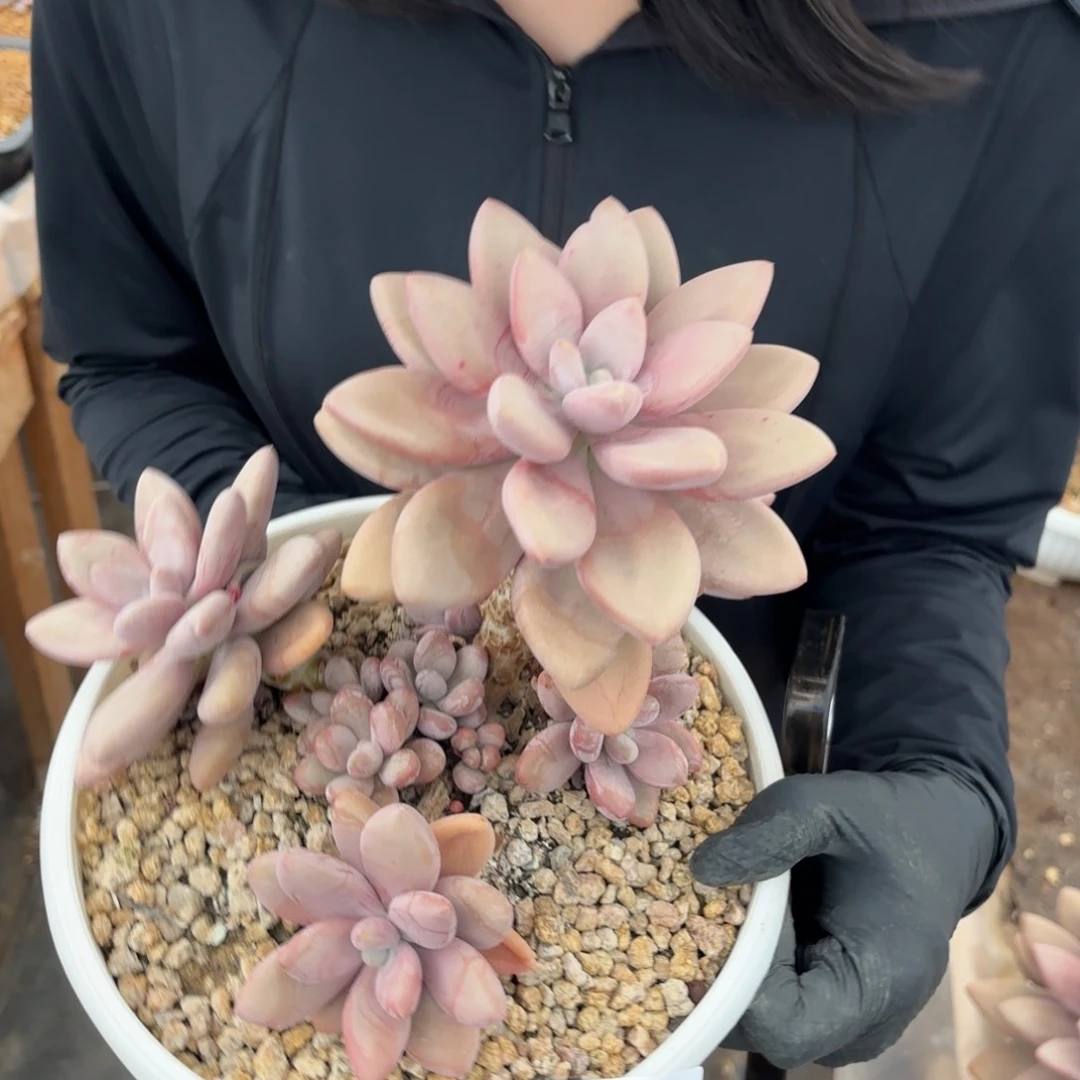 可***狗1605dgji国家咯摸摸哦