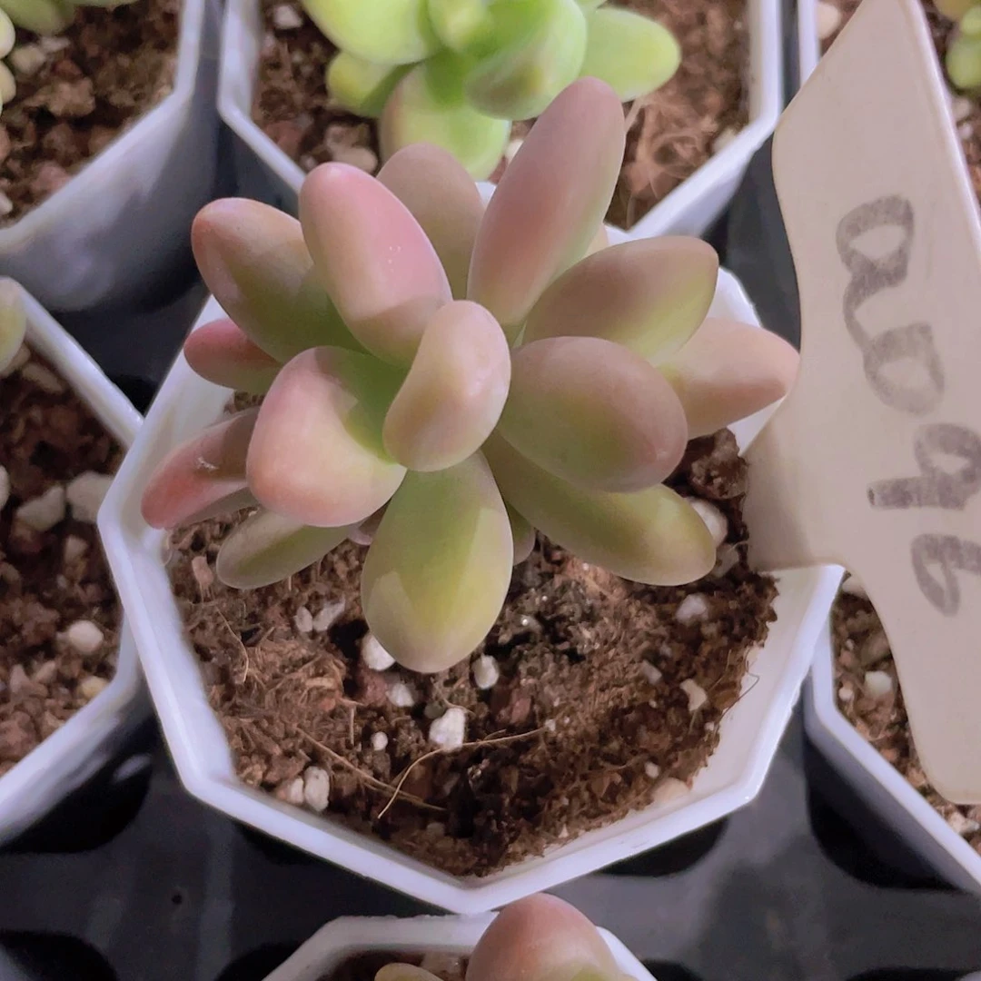 芒果奶a096一物一拍