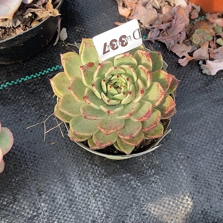 默***默337爪杂多肉植物多肉