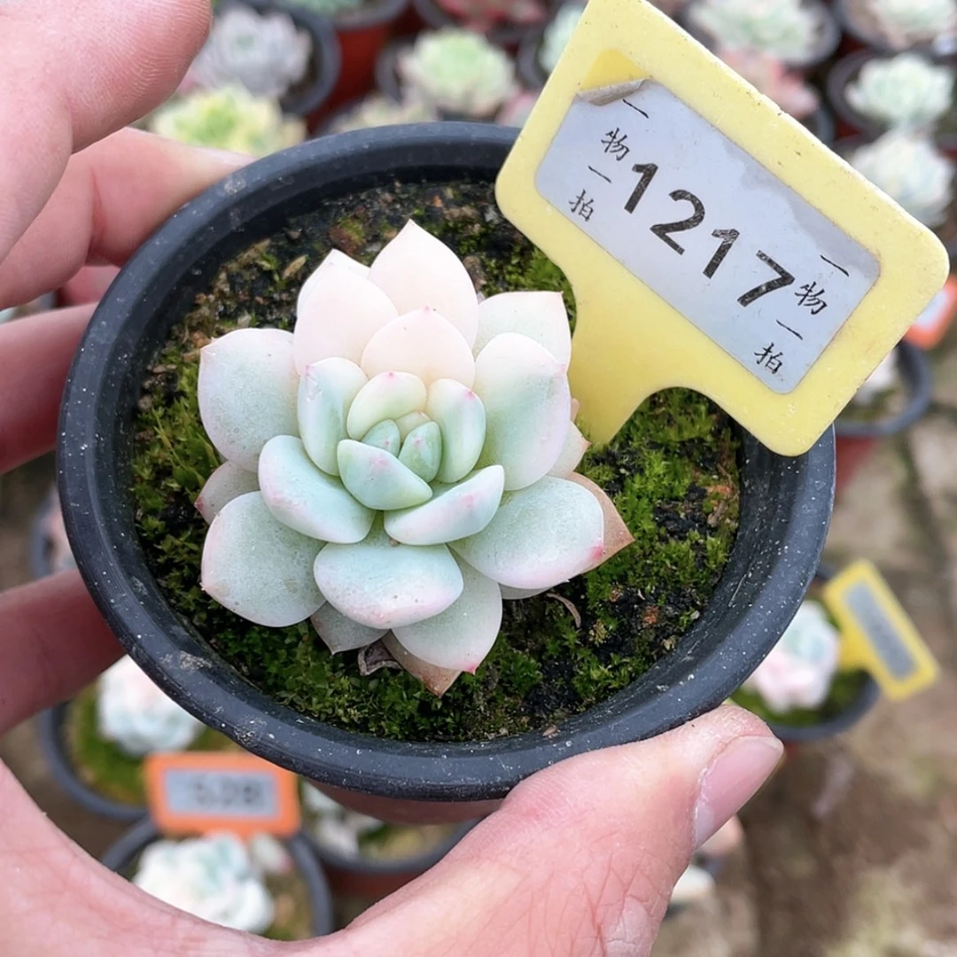【闪购商品】1217号