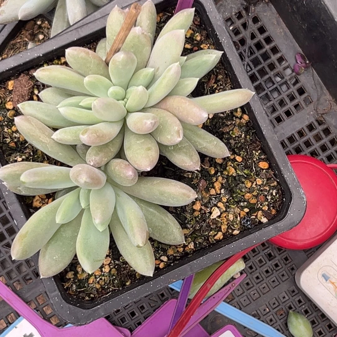 多肉植物红体哥特缀837