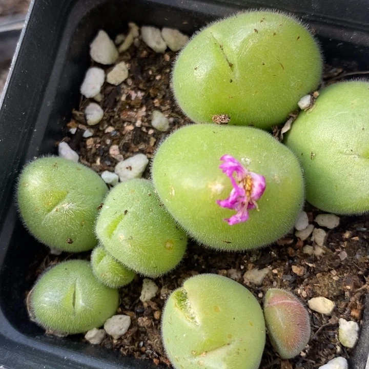 1764一盒长毛毛翠滴