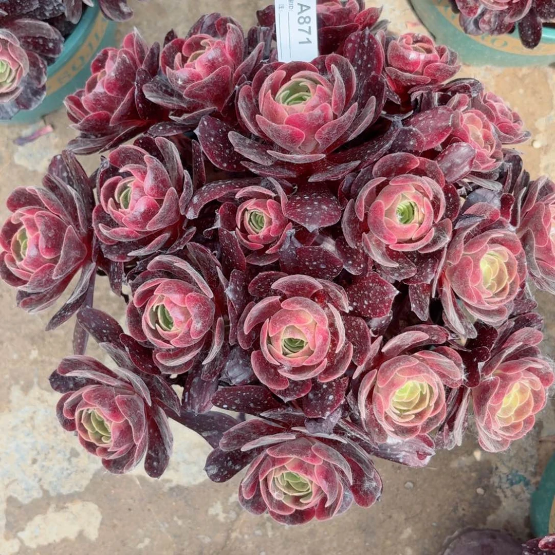 871爱神多肉植物