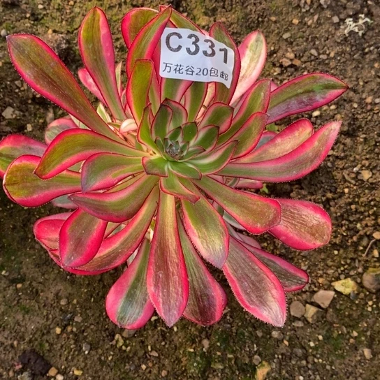 爱****样331香奈鹅多肉植物