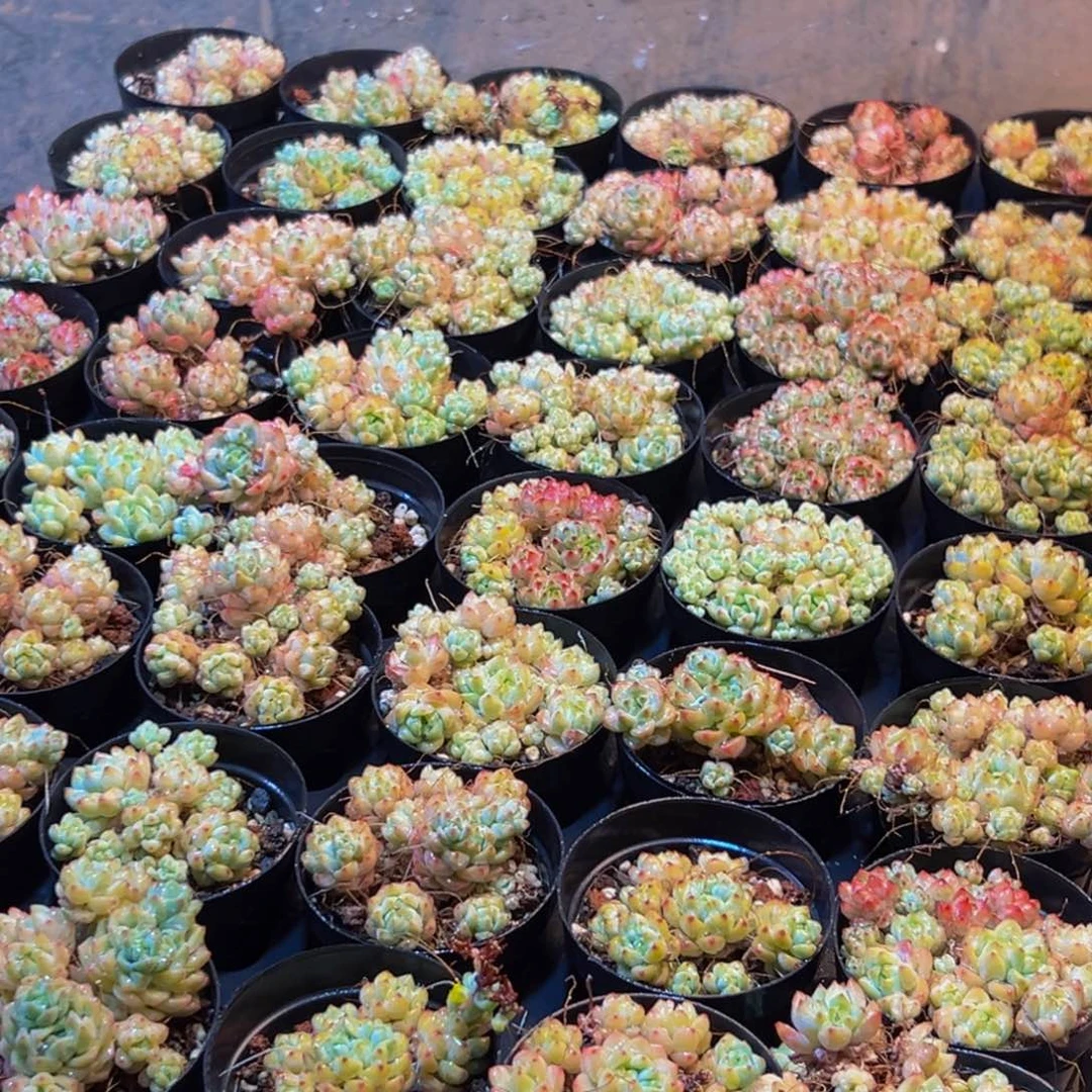 647的人都在用这个词了吗