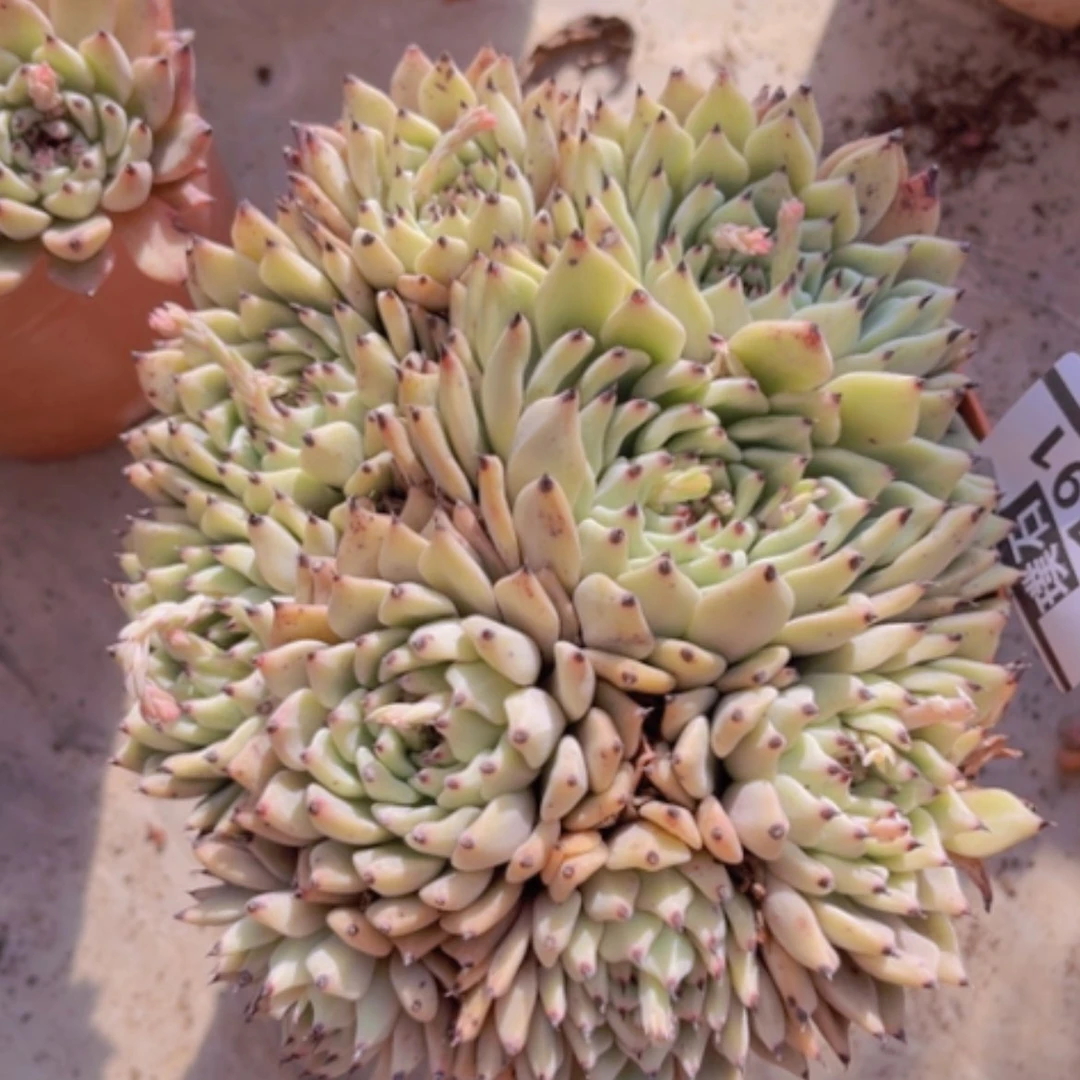 【闪购商品】绿爪19191