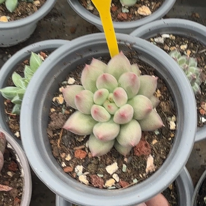 岩子一物一拍892.