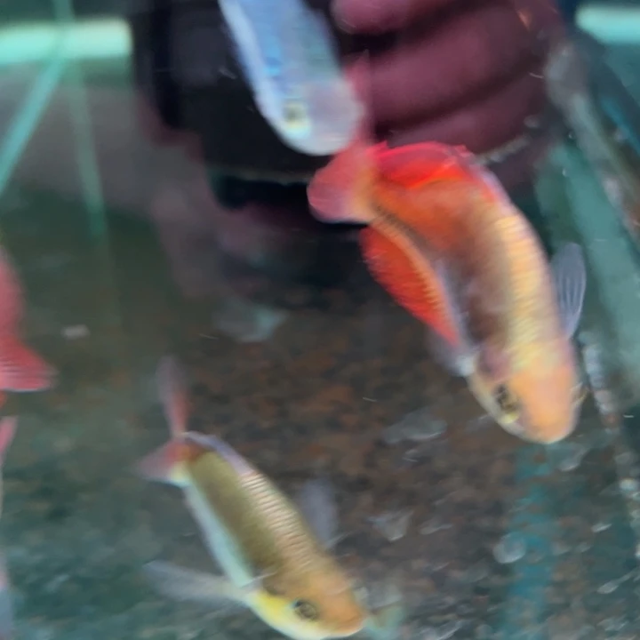 短鲷鱼鸽子美人球2