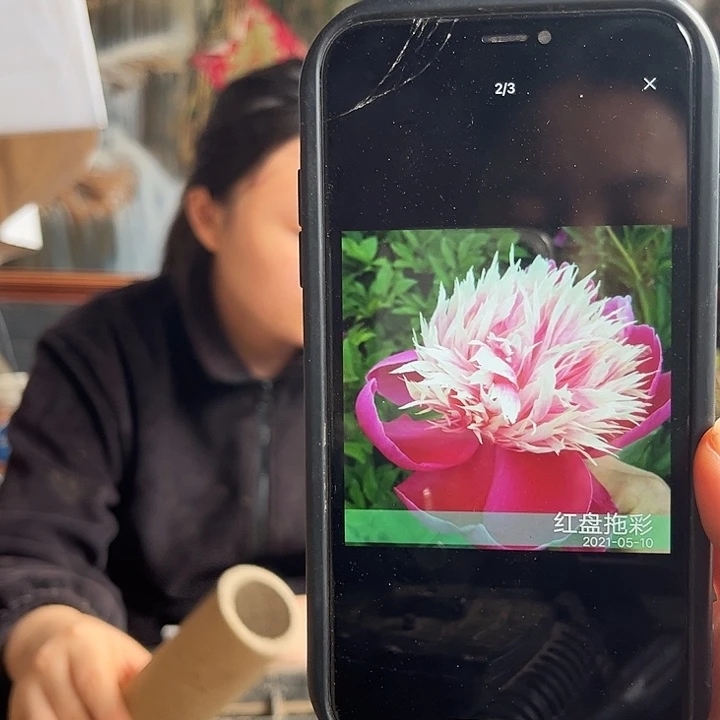 无花朵红盘芍药花