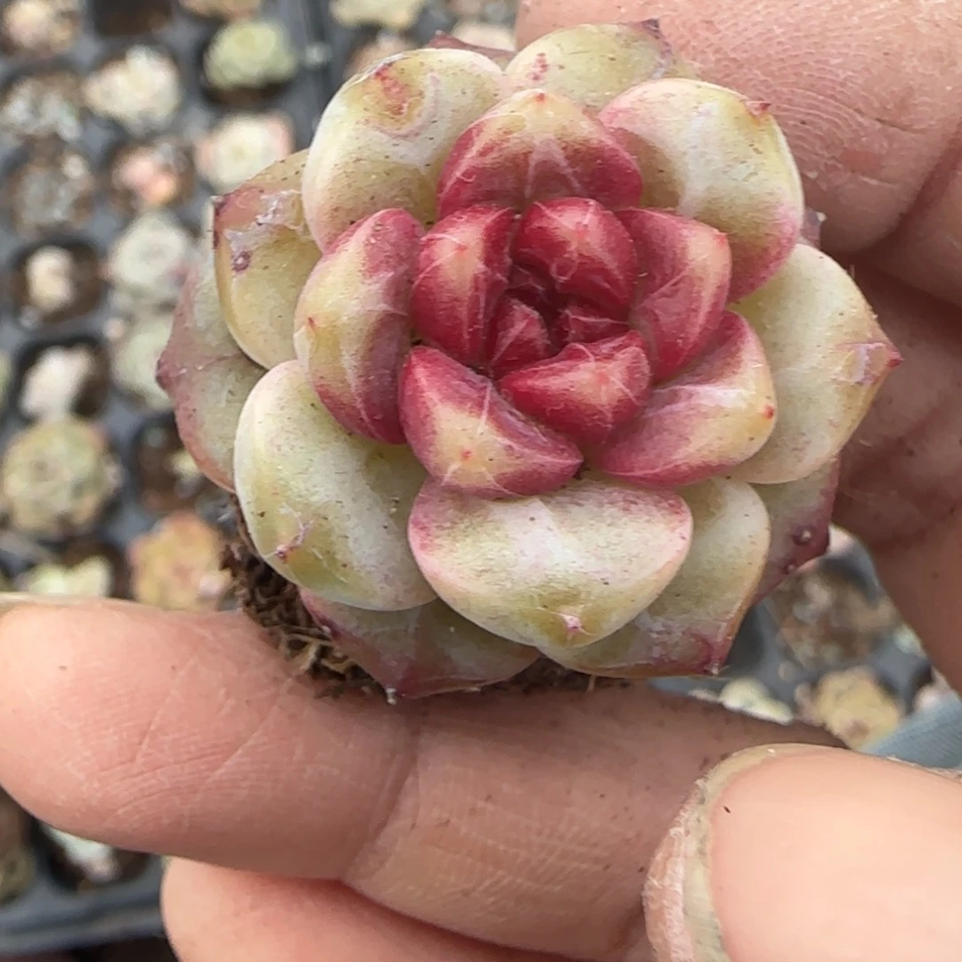 多肉小卡拉米糖心一物一拍