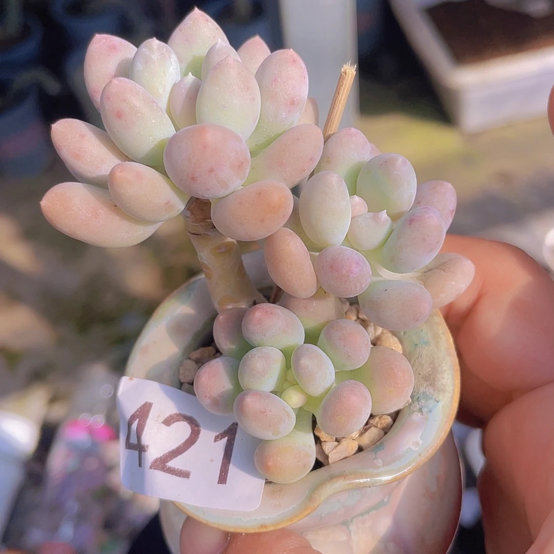 奶尖多肉植物多肉