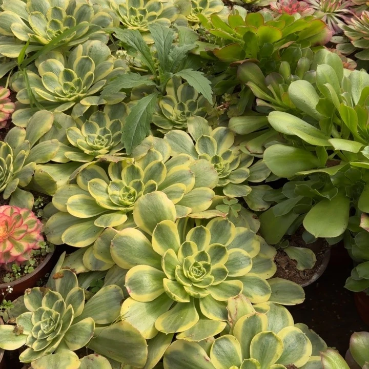 香炉盘白锦啊啊啊啊