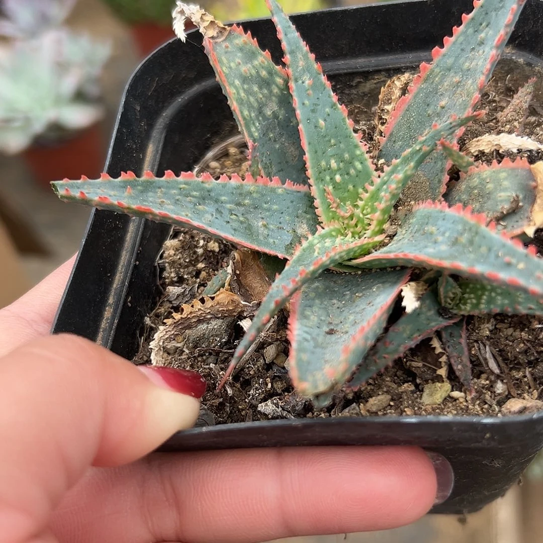 多肉植物多肉植物
