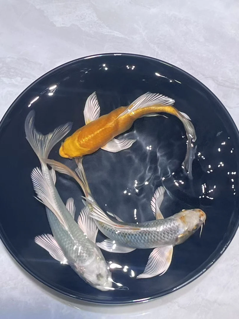 201-300号锦鲤、蝴蝶鲤玛雅无鳞少鳞鱼活体观赏鱼