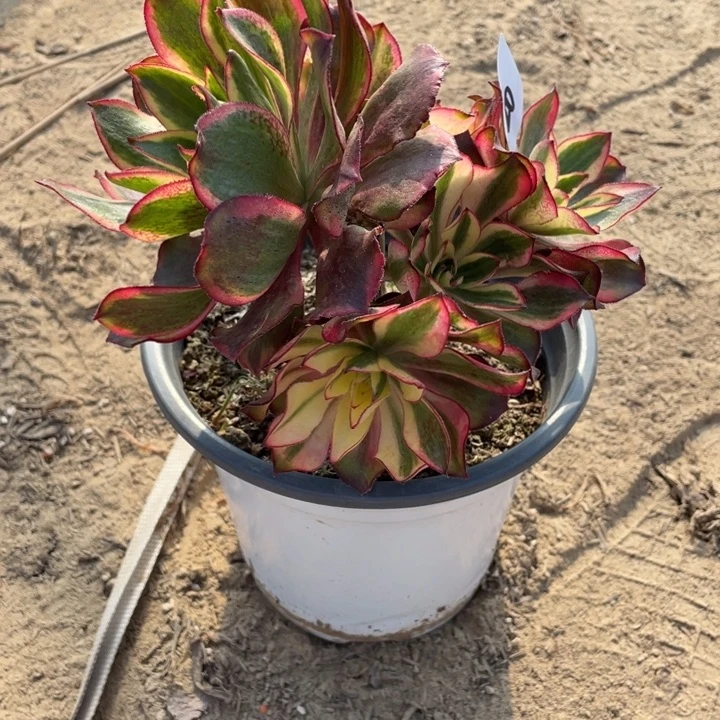 起***步法师植物魅影法师820