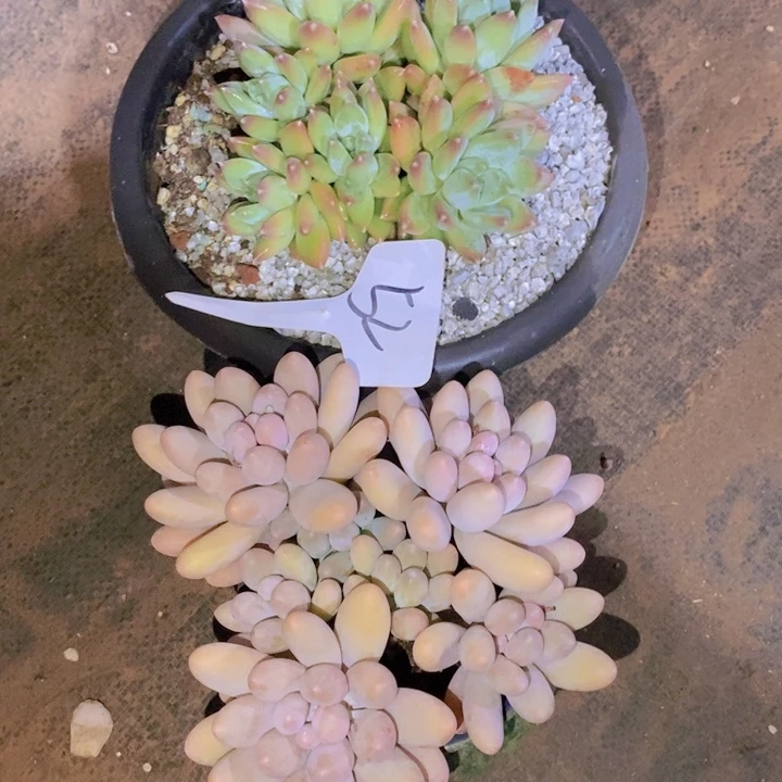 你们吃的饭我先不