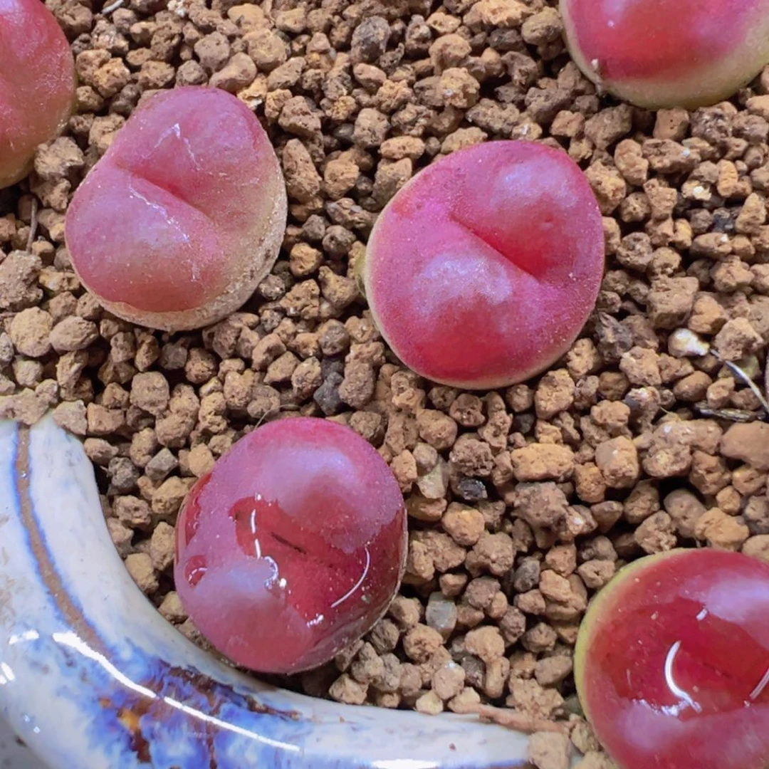 量拍吕氏毛汉尼一颗，多肉