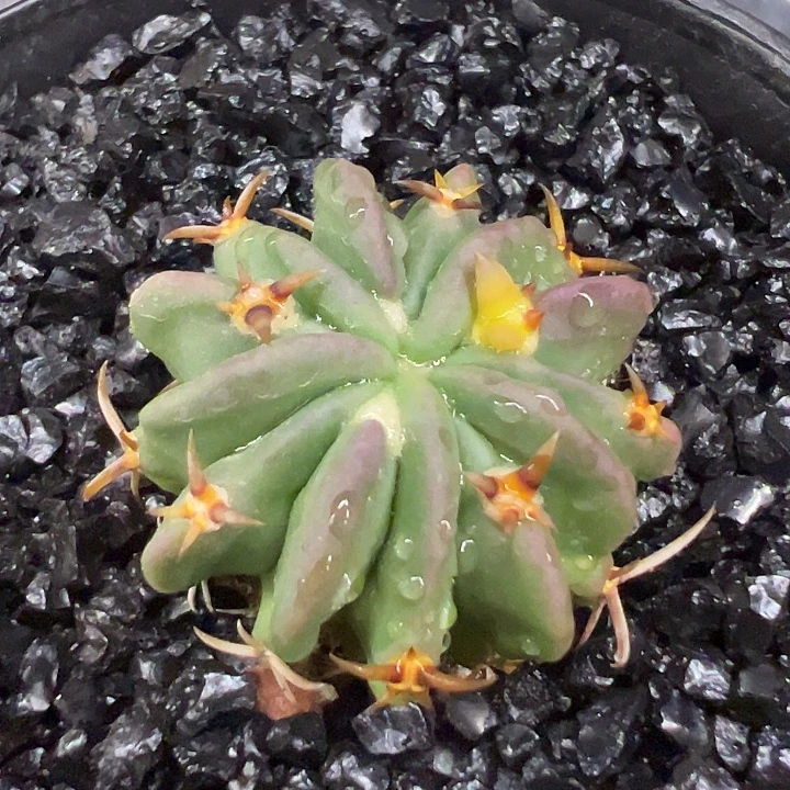 无花朵仙人球一物拍
