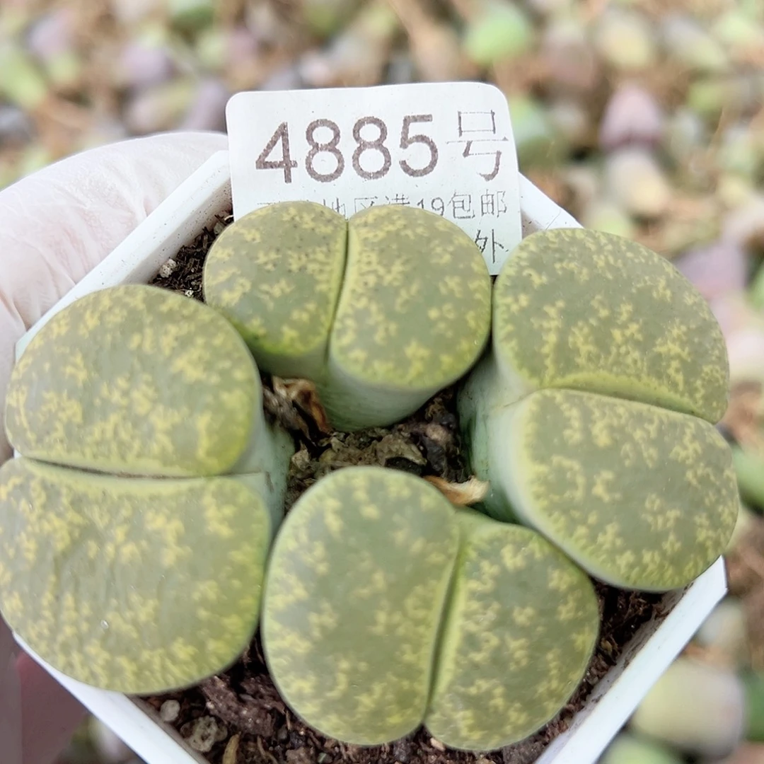 4885 好养易活生石花大母本