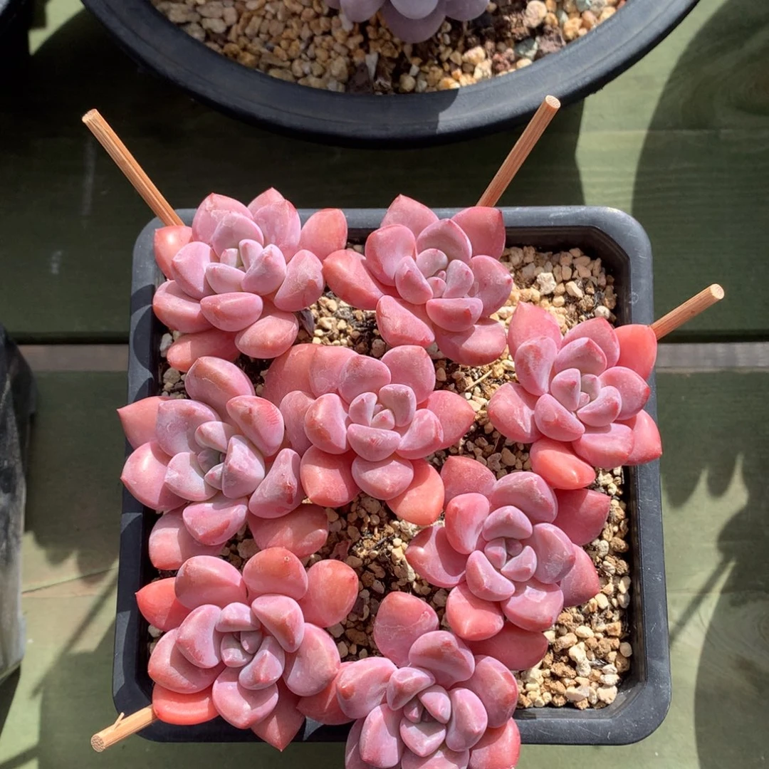 我们家的小仙女们