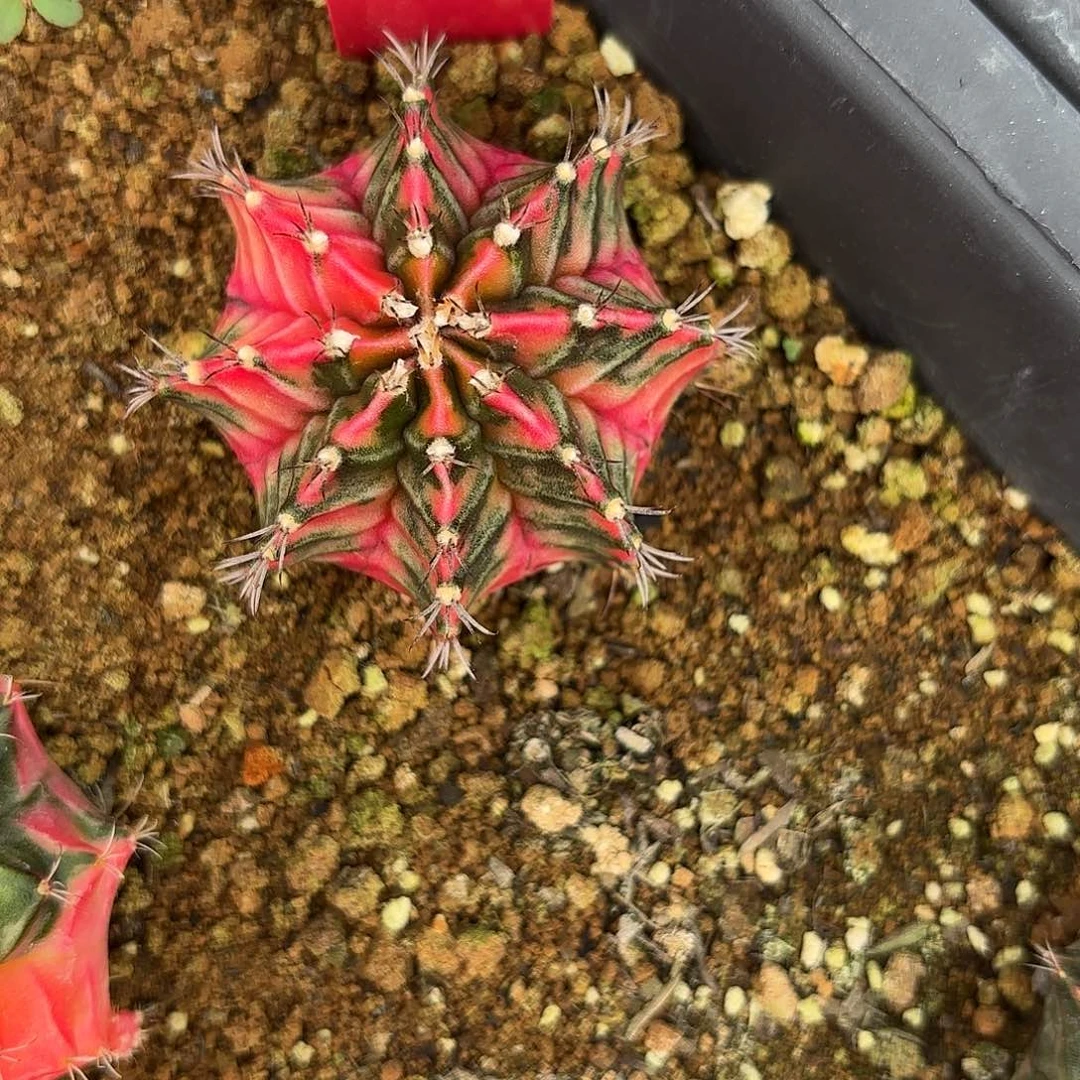 63-0924泰国发货多肉侧芽