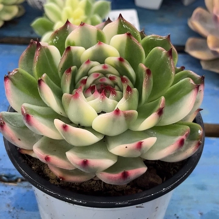 607吉娃娃腹轮彩锦炸多肉植物