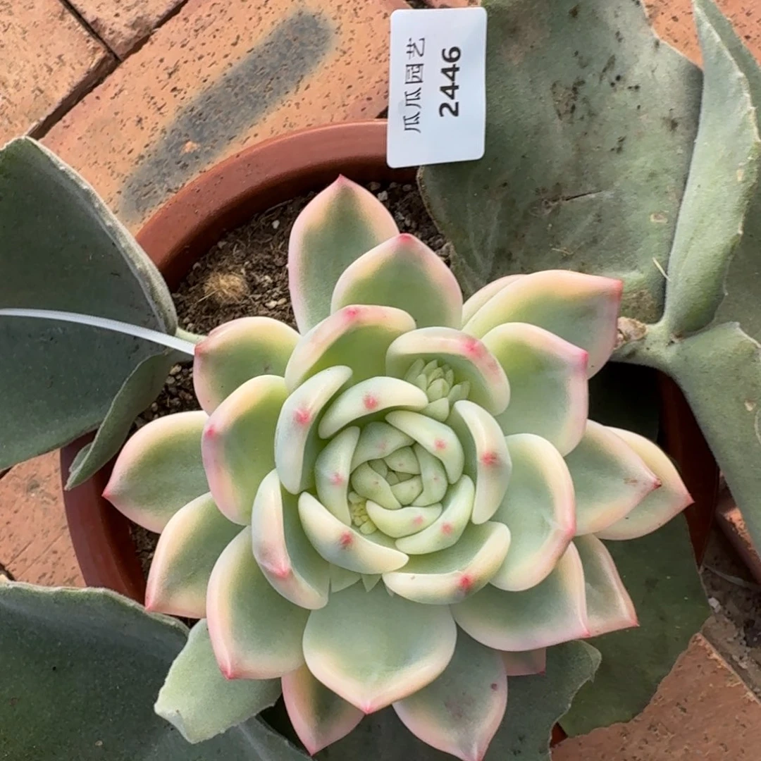 2446暗夜香槟锦多肉植物