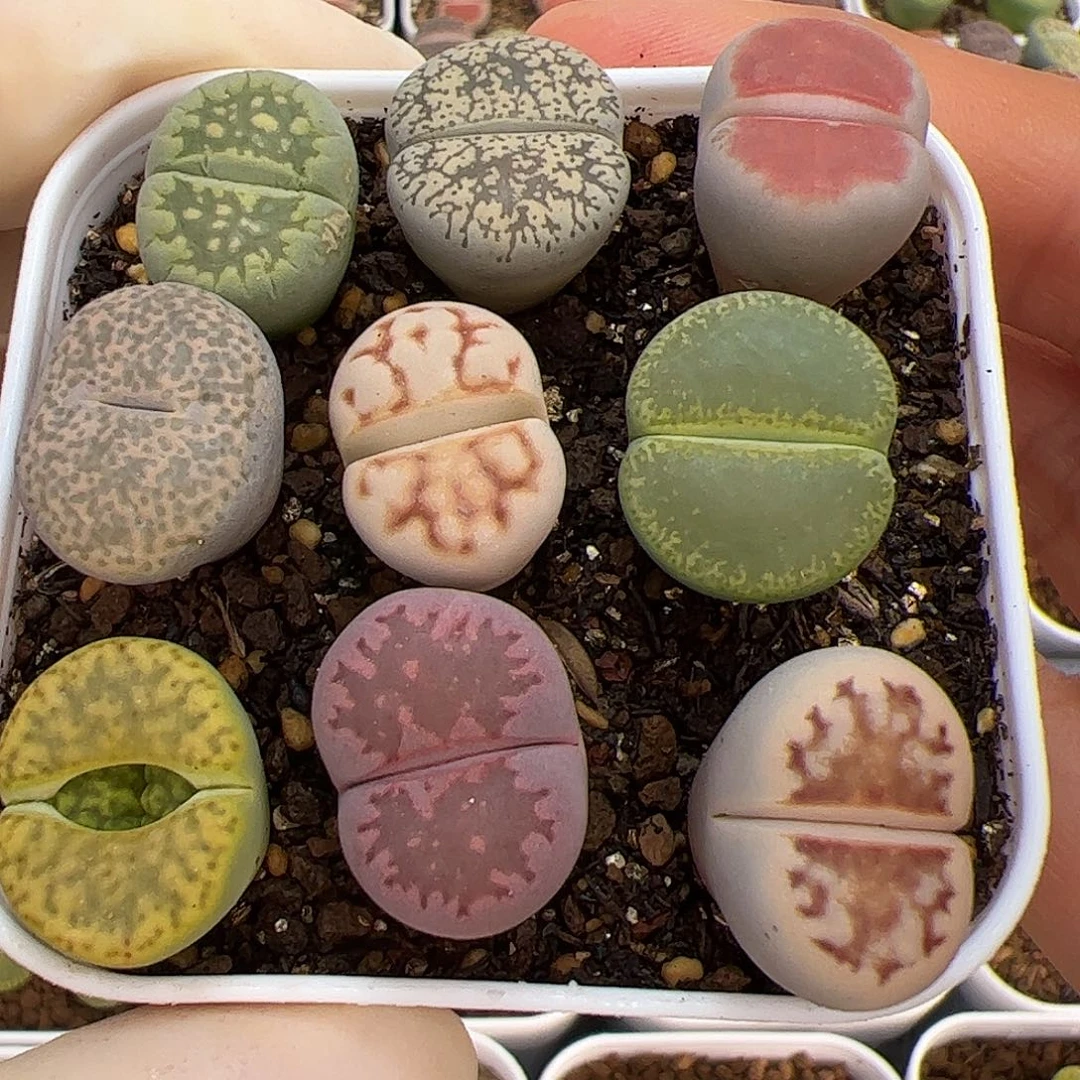 生石花多肉彩拼一盆