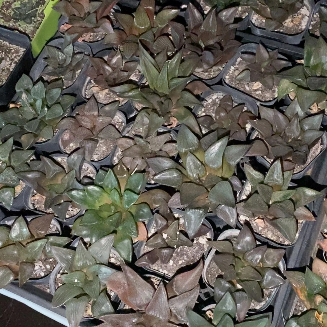 22111 一盆实生大寿 整点福利