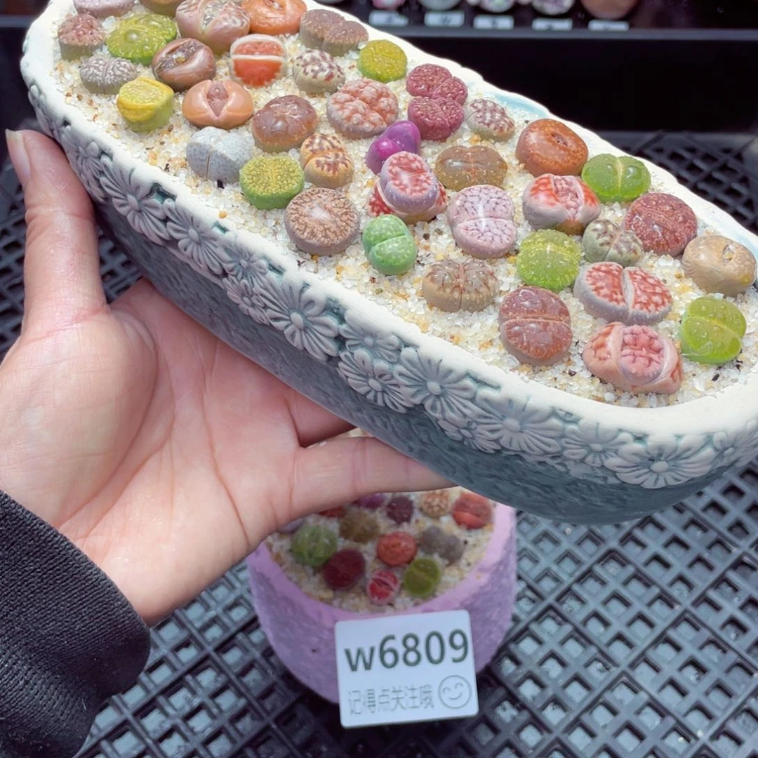 w6810 带盆土发货-零下地区拍保温箱