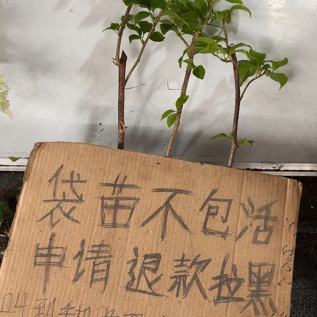 高***音当前无花栽培后可以开花袋苗盲盒三颗10