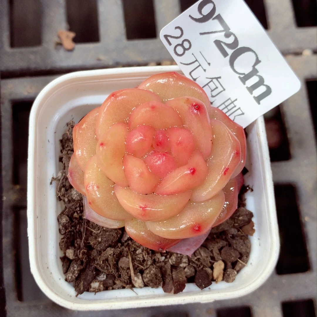 5厘米盆精控多肉972